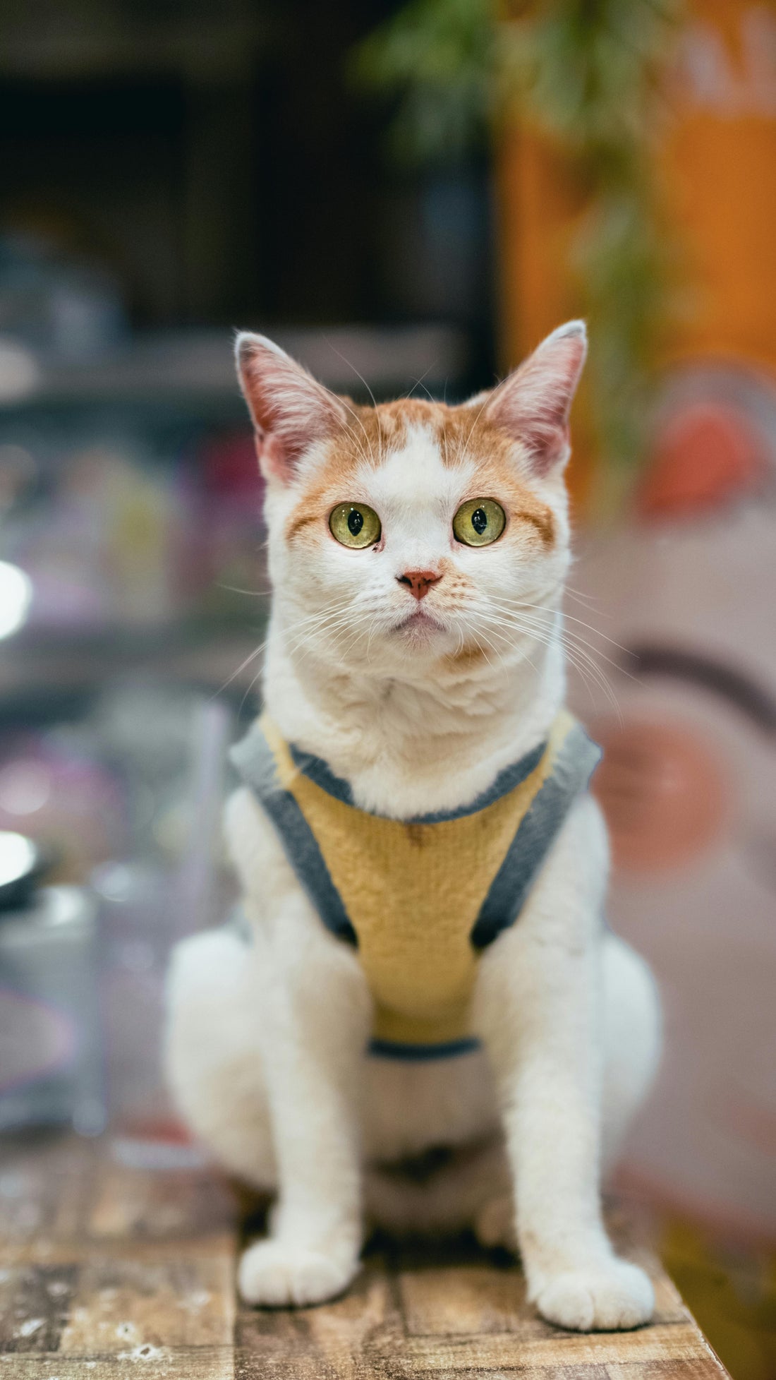 Chat avec harnais jaune