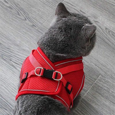 Harnais Chat