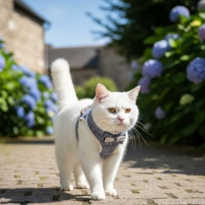 Harnais chat 