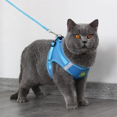 Harnais Chat