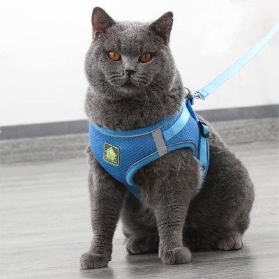 Harnais Chat