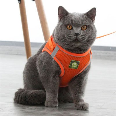 Harnais Chat