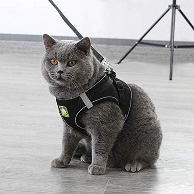 Harnais Chat